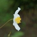 写真: 白雪芥子（シラユキゲシ）