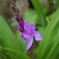 紫蘭（シラン）