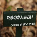 写真: 多摩の寒葵（タマノカンアオイ）