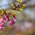 写真: 琉球寒緋桜（リュウキュウカンヒザクラ）