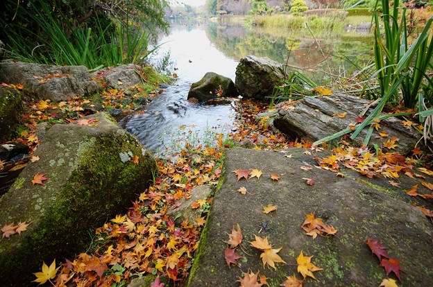 写真: じゅんさい池緑地
