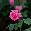 写真: 薔薇　マガリ