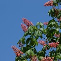 紅花栃の木（ベニバナトチノキ）