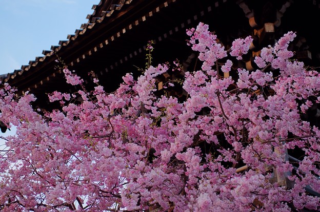 写真: 柴又帝釈天　鐘楼前の枝垂れ桜