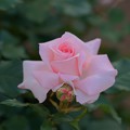 写真: 薔薇　ブライダル・ピンク