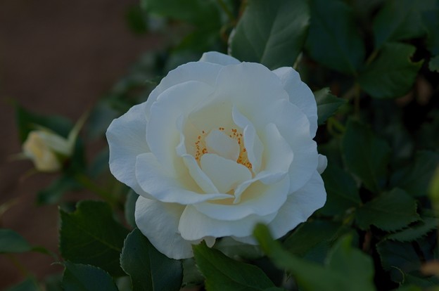 写真: 薔薇　ホワイト・マジック