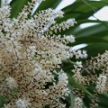 写真: 匂い棕櫚蘭（ニオイシュロラン）