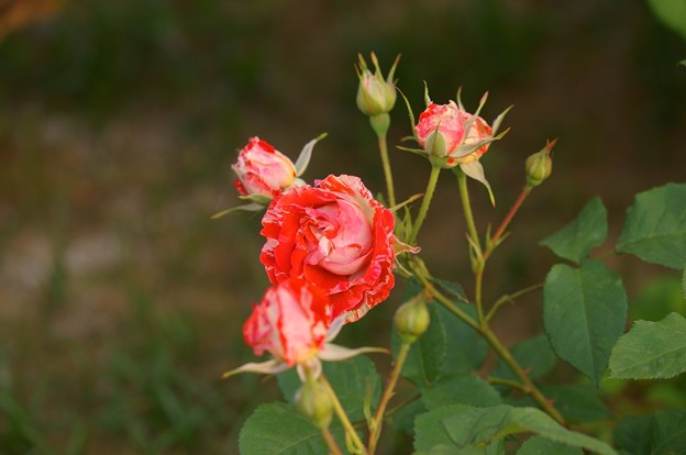 写真: 薔薇　オレンジ・スプラッシュ