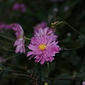 写真: 秋明菊（シュウメイギク）