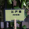 写真: 江戸菊　寿の紅葉