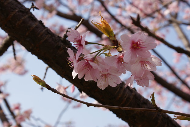 写真: 桜（サクラ）