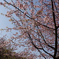 写真: 桜（サクラ）