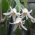 写真: 雨の日のムベの花