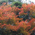 写真: 秋の彩り３