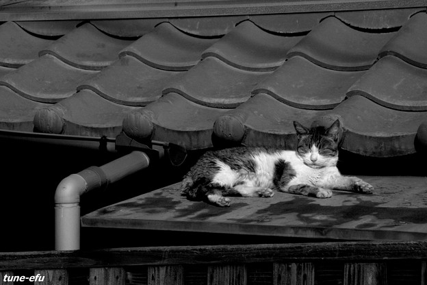 写真: 猫眠る屋根