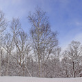 写真: 冬の森IMG_5771a