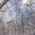 写真: 冬の森IMG_5832a