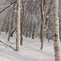 写真: 冬の陽射しIMG_5859a