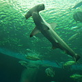 写真: ●撞木鮫＜2003-P8060067＞
