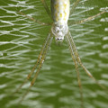 写真: ナガコガネグモ幼体（多分）
