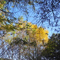 写真: 2018.11.16 きょうの風景・黄葉と青空