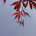 写真: 春の紅葉