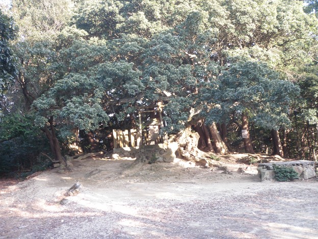 巨木に隠れる雨山神社