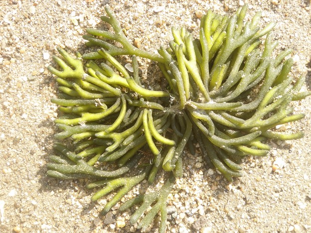 座礁した海藻（ミル）