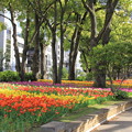 横浜公園_16万本のチューリップガーデン(2018年4月8日)