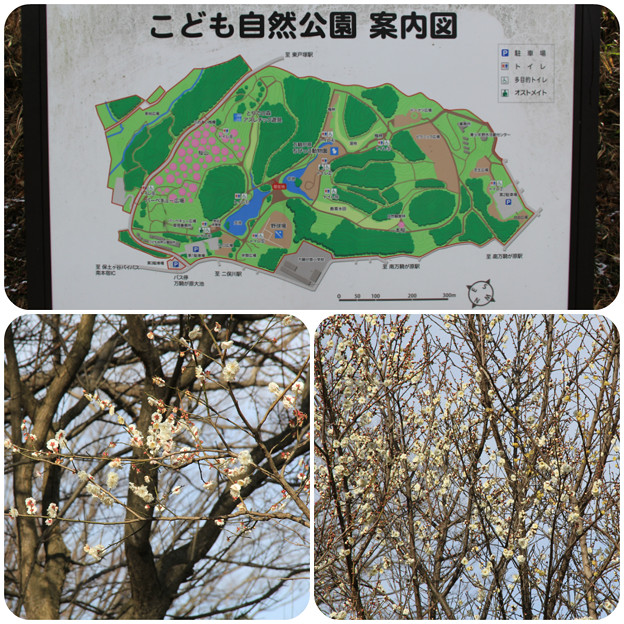 梅がお出迎え(こども自然公園2019年2月10日)