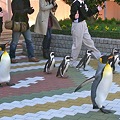20111209　アドベン　ペンギンパレード02
