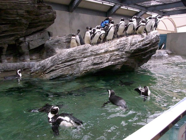 写真: 20120216　サンシャイン　ペンギン充