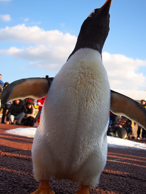 写真: 20131207　アドベン　ペンギンパレード15