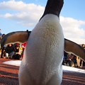 写真: 20131207　アドベン　ペンギンパレード15