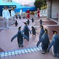 写真: 20131207　アドベン　ペンギンパレード42