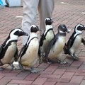 写真: 20131206　アドベン　ペンギンパレード01