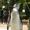 写真: 20110424　上野　春のペンギンプール02