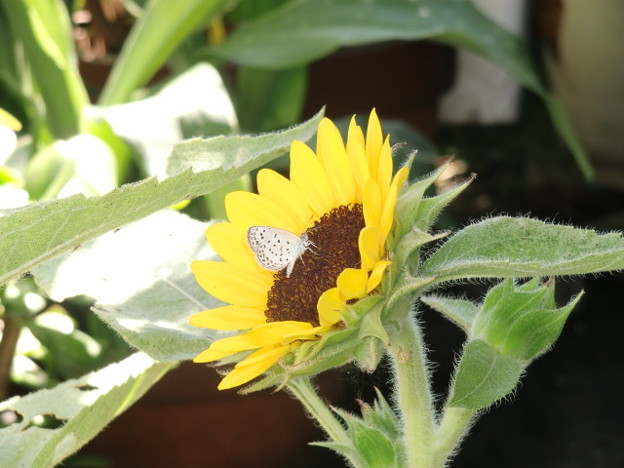 写真: 1665花と蝶