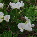写真: シロバナミヤコグサ　Lotus taitungensis P1090481