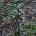写真: センブリ　Swertia japonica