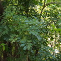 写真: ヤドリフカノキ　Schefflera arboricola