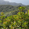 写真: ワダンノキ　Dendrocacalia crepidifolia