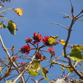 写真: デイゴ　Erythrina variegata var. orientalis　花