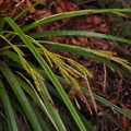 写真: カンスゲ　Carex morrowii