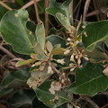 写真: オオバグミ（マルバグミ）　Elaeagnus macrophylla