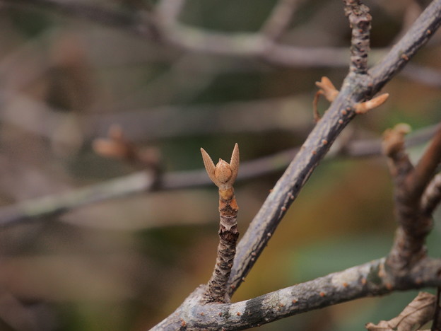 写真: オオカメノキの冬芽