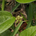 写真: ヒメトケイソウ　Passiflora suberosa var. minima