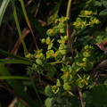 写真: ハマタカトウダイ　Euphorbia lasiocaula f. maritima
