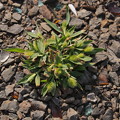 写真: ハマエノコロ　Setaria viridis var. pachystachys