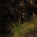 写真: コゴメスゲ Carex brunnea P3036073